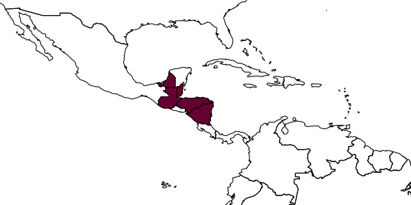 map of Odontomachus yucatecus     Brown, 1976